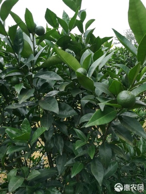 微量元素肥料 作物健康的隱形守護者